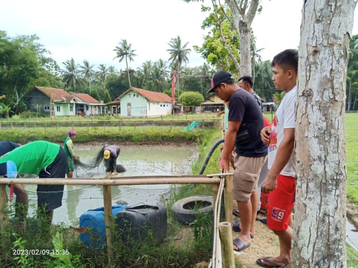 Budidaya Ikan Lele dalam rangka Peningkatan Produksi Perikanan Air Tawar di Desa Grogolbeningsari Kecamatan Petanahan Kabupaten Kebumen 01