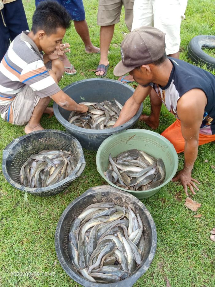 Budidaya Ikan Lele dalam rangka Peningkatan Produksi Perikanan Air Tawar di Desa Grogolbeningsari Kecamatan Petanahan Kabupaten Kebumen 02