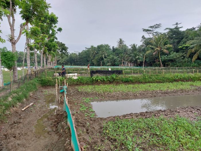 Budidaya Ikan Lele dalam rangka Peningkatan Produksi Perikanan Air Tawar di Desa Grogolbeningsari Kecamatan Petanahan Kabupaten Kebumen