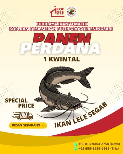 Panen Perdana Ikan Lele KDMP Desa Grogolbeningsari